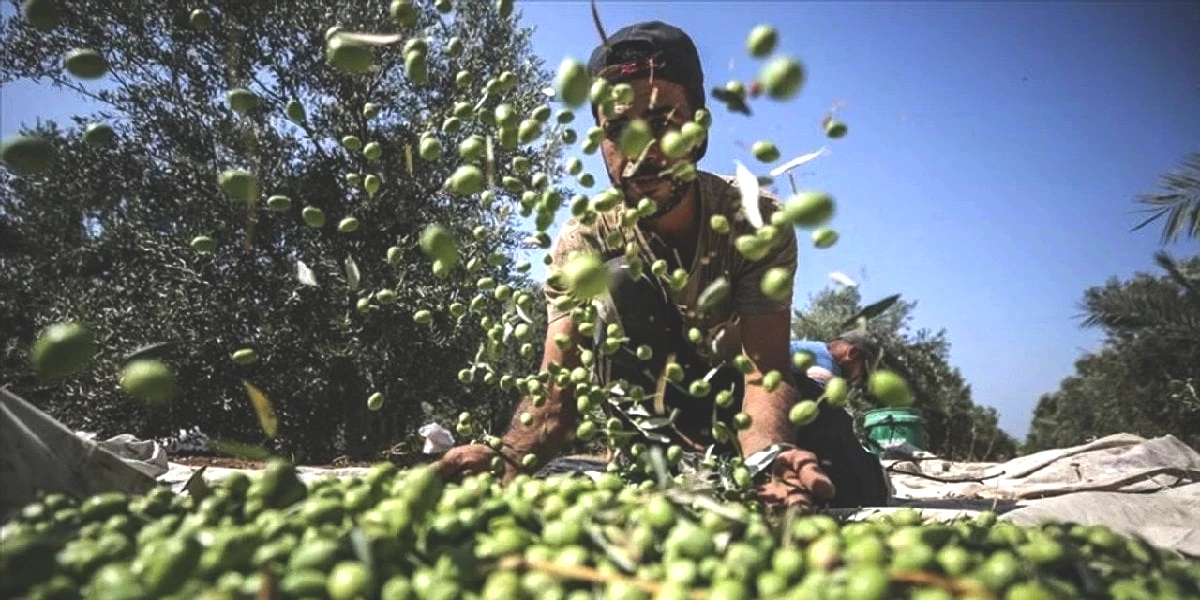 zeytin-1.jpg