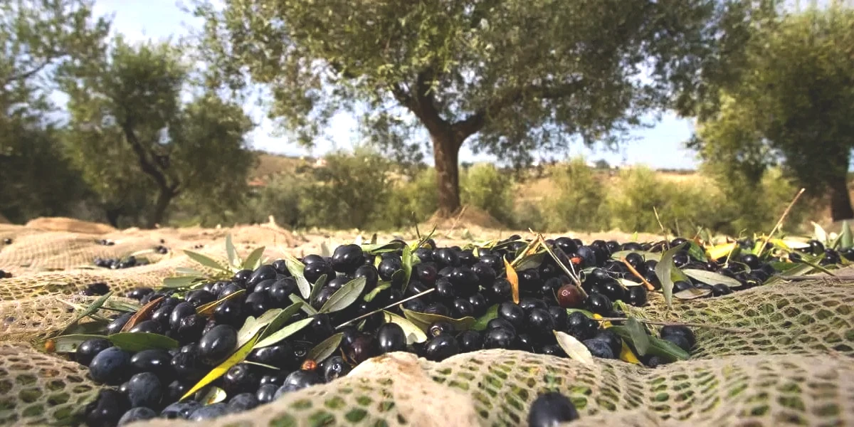 zeytin-uretim-2.jpg